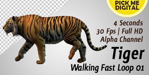 Schnelle Tiger-Walking-Schleife 01