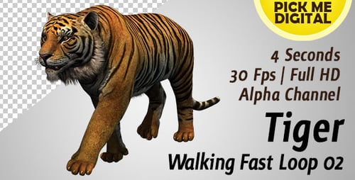 Schnelle Tiger-Walking-Schleife 02