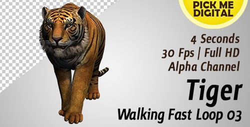 Schnelle Tiger-Walking-Schleife 03