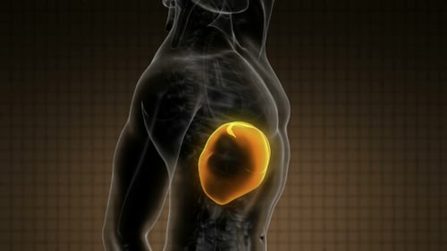 Anatomy Scan of Human Liver