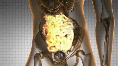 Futuristic 3D Medical Scan of Glowing Human Intestines Animation