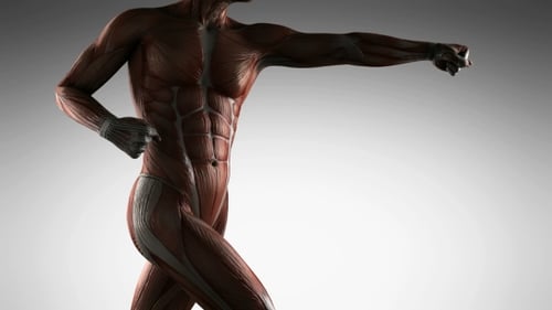 Detailed 3D Human Muscle Anatomy Rotation for Medical and Fitness