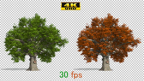 Eiche Herbstbaum-Animation