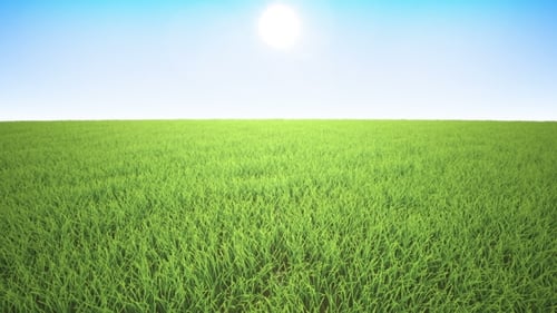 Vol au-dessus de l'herbe, coucher du soleil