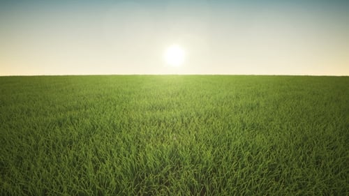 Green Grass Field Animation with Sun and Changing Sky