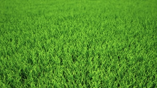 Realistic 3D Soccer Ball Appears on Green Grass Field