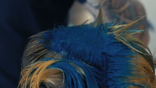 Applying Blue Hair Dye to Blonde Hair