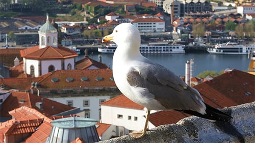 Sea Gull