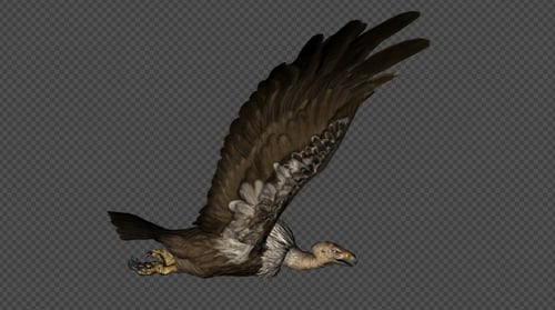 Buzzard Fly Run Pack 4 in 1