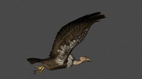 Buzzard Fly Walk 4 in 1