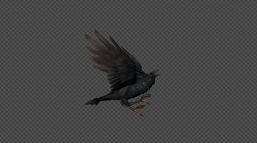 Realistic Flying Black Crow with Alpha Channel