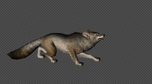 Animated Coyote Running and Pouncing with Alpha Channel