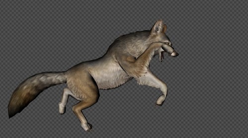 Realistic 3D Animated Coyote Running and Jumping Motion