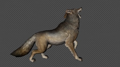 Animated Coyote Running Howling and Sniffing on Alpha Channel