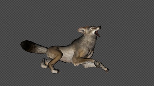 3D Animated Wolf Howling Sleeping Running