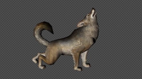 Paquete de aullidos de coyote 4 en 1