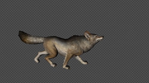 Coyote Realistic 3D Animated Actions with Alpha Channel