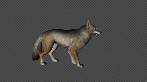3D Animated Realistic Coyote Walking and Standing Loop