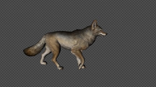 Coyote Walk Pack 4 In 1