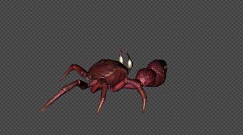 Animated Red Crab Walks and Attacks with Claw