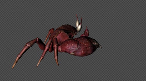 Realistic 3D Crab Animation on Alpha Channel