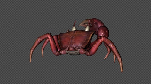 Realistic 3D Crab Walking Animation with Transparent Background