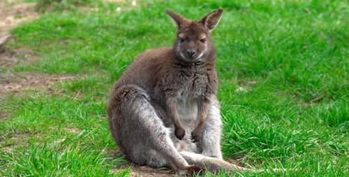 Känguru