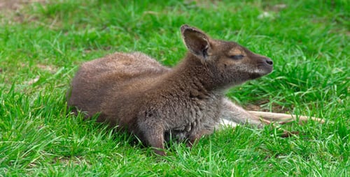 Känguru