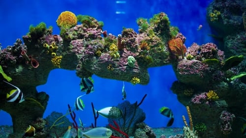 Variety of Reef Fish