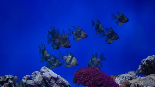 Reef Fishes Got Scared