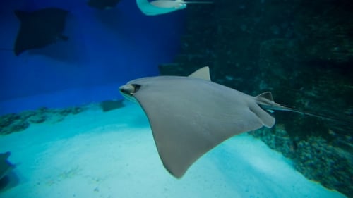 Stingrays Swimming Gracefully in a Blue Ocean
