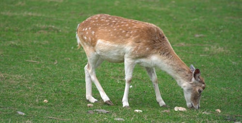 Spotted Deer Grazing on Green Grassy Meadow