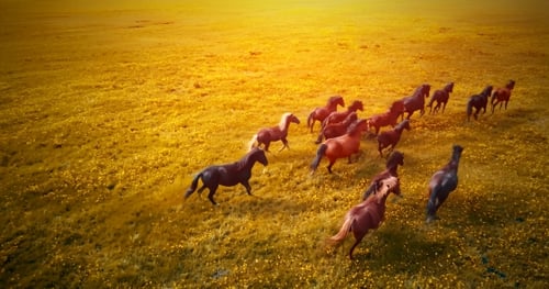 Una manada de caballos corriendo al atardecer