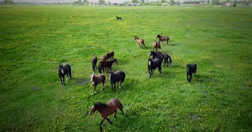 Horses Grazing Peacefully in a Green Pasture
