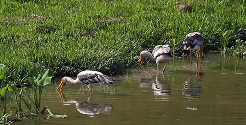 Yellow-Billed Storks Foraging in Tropical Wetland