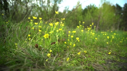 Yellow Flowers in Early Spring, Primroses in the Forest on the Lawn