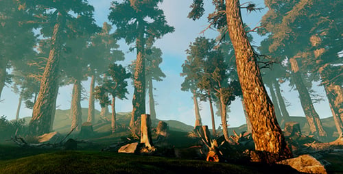 Sunset Of The Sun In The Coniferous Forest