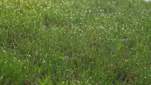 Green Grass Field Covered with Dewdrops