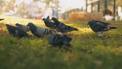 Close up of city pigeons eating food on the green grass at the park.