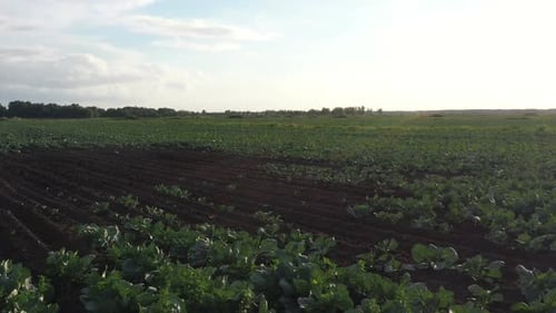 Kohlplantage auf dem Feld. Gemüse wächst in Reihen
