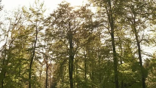 Tall Trees in the Forest with Sun Flare in Frame