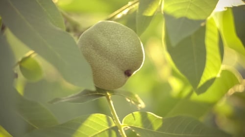 Nussbaum hängt am Nussbaum in Sonnenfackeln