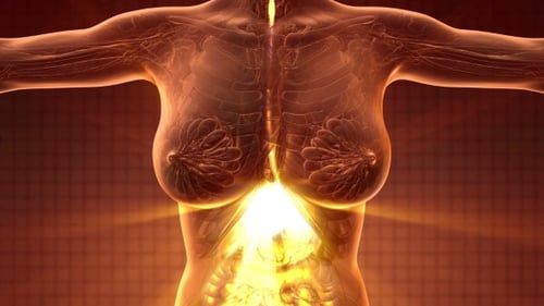 Cuerpo humano con sistema digestivo visible