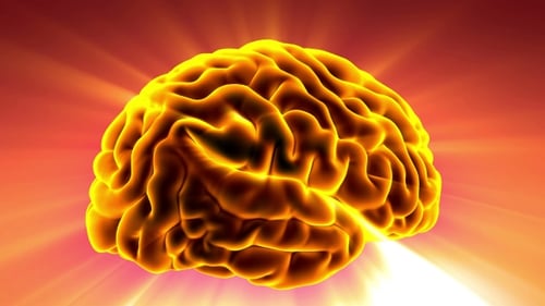 Anatomie des menschlichen Gehirns