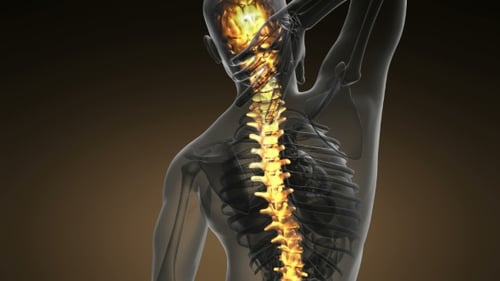 Glowing Human Spine and Brain Medical Animation