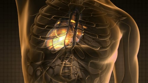 3D Animated Human Torso with Glowing Heart