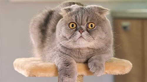 Grey Cat Sits on Scratching Post