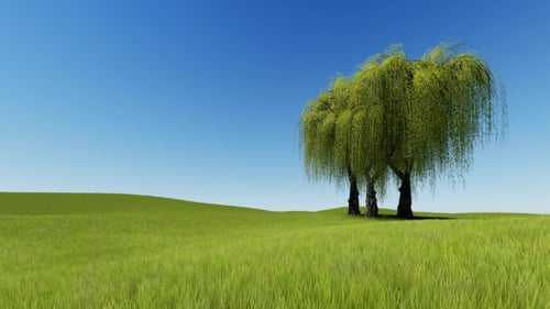Wind Sway Branches of Willow and Green Grass