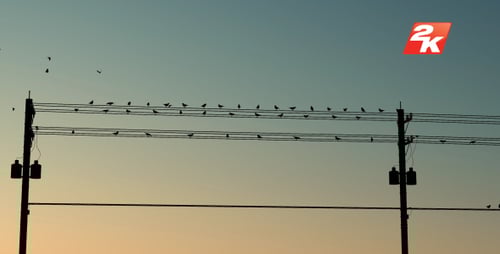 Silhouetted Birds on Power Lines at Sunset
