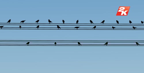 Animated Silhouette Birds Perching and Flying on Electric Wires